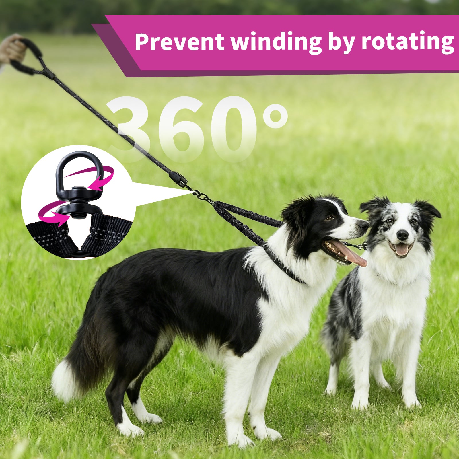 Two dogs walking comfortably without tangling using a 360-degree swivel leash