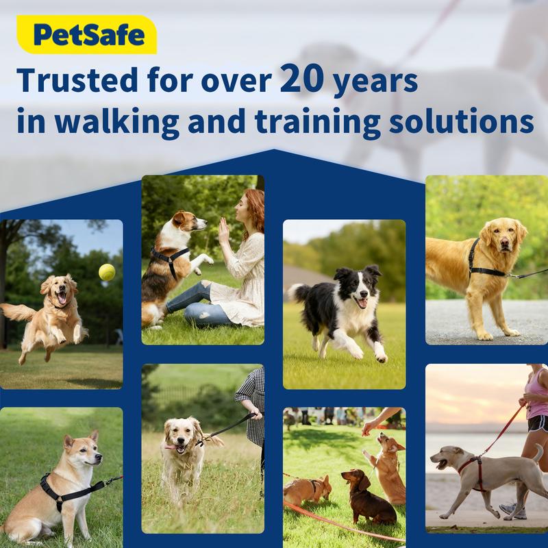Various dog breeds enjoying peaceful walks and training with a no-pull harness